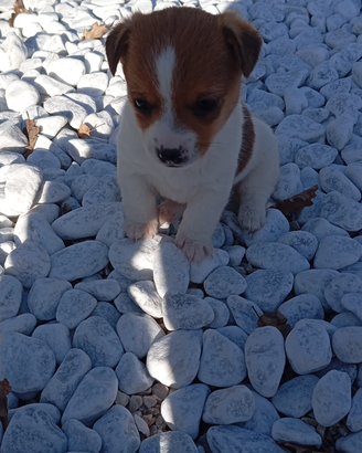 Cucciole di Jack Russel