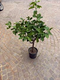 Piante di limone