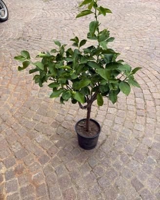 Piante di limone