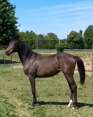 Puledra Sella Italiana