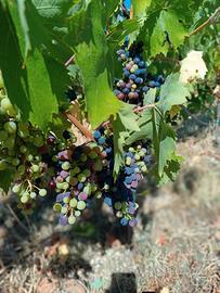 Terreno con progetto