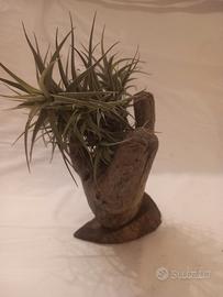  Tillandsia pianta dell'aria 