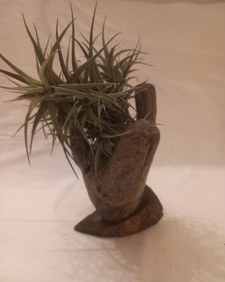  Tillandsia pianta dell'aria 