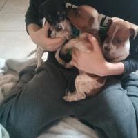 Cuccioli di jack Russel