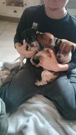 Cuccioli di jack Russel