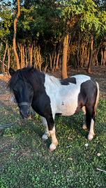 Pony