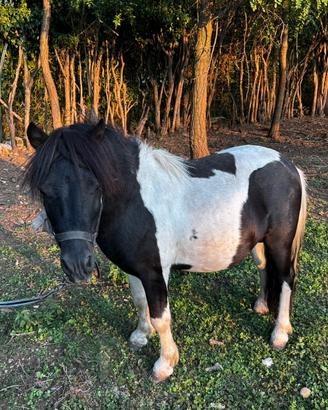 Pony