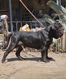 Mastino maschio
