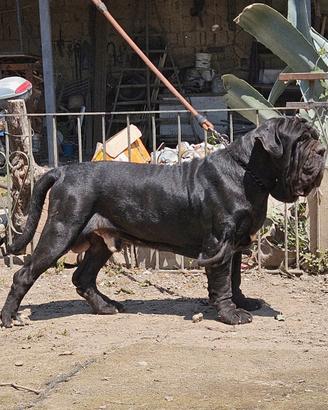 Mastino maschio