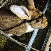 Conigli per riproduzione