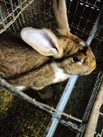 Conigli per riproduzione