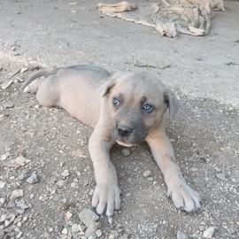 Cane corso