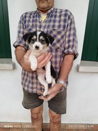 Cucciole e cuccioli Simil Border Collie