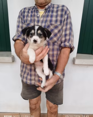 Cucciole e cuccioli Simil Border Collie