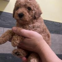 Cuccioli pura razza cane barboncino