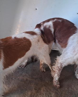 Cucciolata di Breton in arrivo