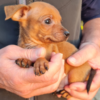 Cuccioli di pinscher toy