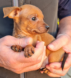 Cuccioli di pinscher toy