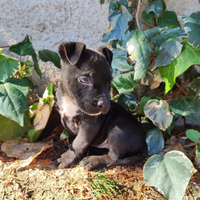 Amstaff nero