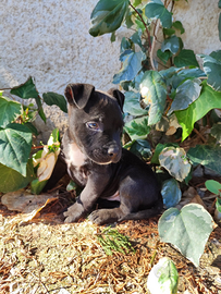 Amstaff nero