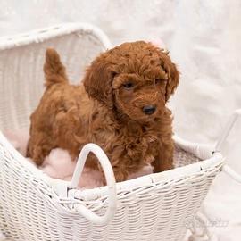 Barboncini toy - poodle toy puppy
