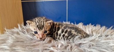 Cuccioli bengala
