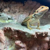 Drago Barbuto (pogona Vitticeps red)