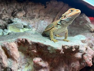 Drago Barbuto (pogona Vitticeps red)