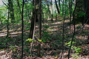 Figino Serenza(co) terreno boschivo