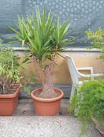 Yucca elephantipes (Tronchetto) - Tronco largo e s