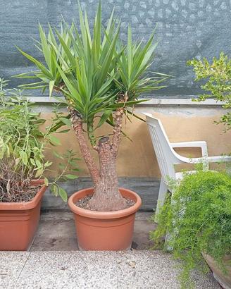 Yucca elephantipes (Tronchetto) - Tronco largo e s