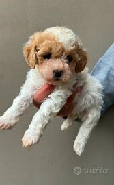 Barboncino Toy Particolor Mismark