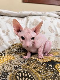 Sphynx