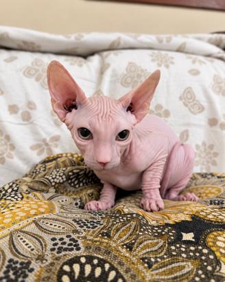Sphynx