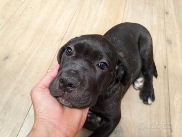 Cucciolo Cane Corso