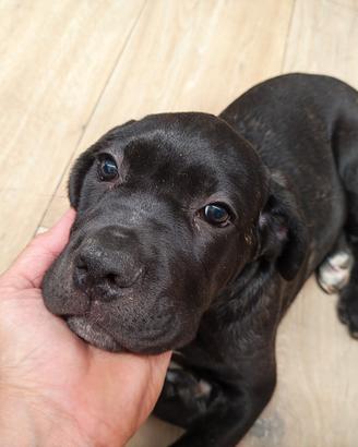 Cucciolo Cane Corso