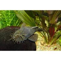 Ancistrus sp