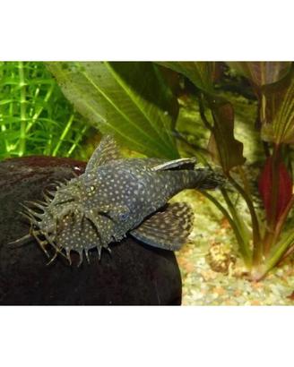 Ancistrus sp