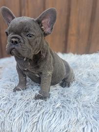 Bulldog francesi l'illecito merle e blu