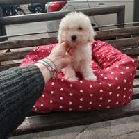 Barboncino Toy Bianco femmina