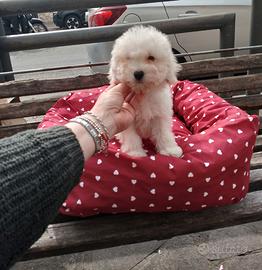 Barboncino Toy Bianco femmina