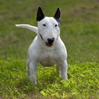 Bull terrier miniature