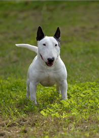 Bull terrier miniature