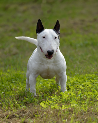 Bull terrier miniature