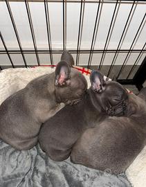 Cucciolata bulldog francese maschio e femmina