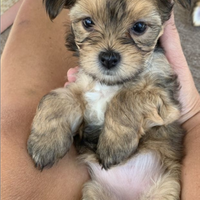 Maltipoo Toy e volpino di Pomerania
