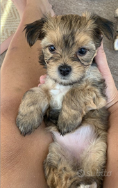 Maltipoo Toy e volpino di Pomerania