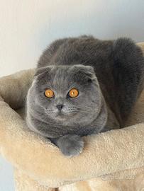 Scottish fold maschio 11 mese
