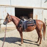 Cavallo Purosangue Arabo di anni 4