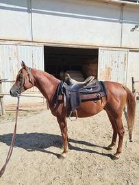 Cavallo Purosangue Arabo di anni 4